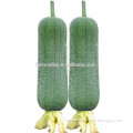 2016 Hybrid F1 luffa seeds For Growing- Fat